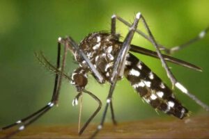 El vector transmisor de la enfermedad