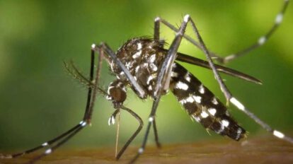 El vector transmisor de la enfermedad
