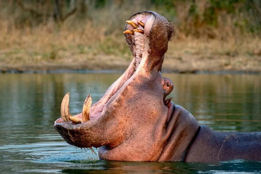 Un hipopótamo en una zona rural de Colombia