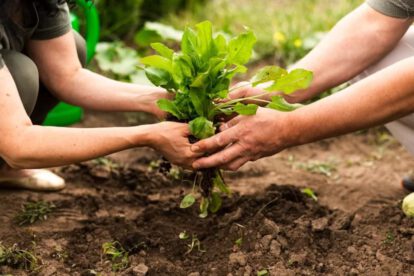 manos plantando