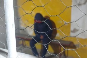 Imagen de uno de los detenidos