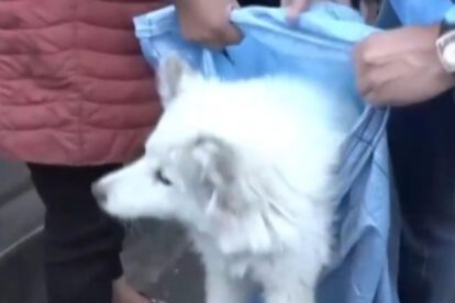 Un perro