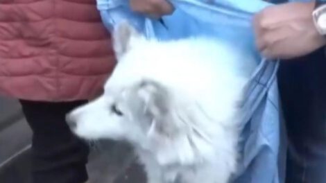 Un perro