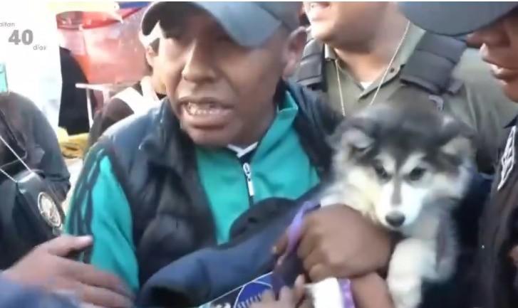 Los canes fueron decomisados de inmediato para resguardar su salud.