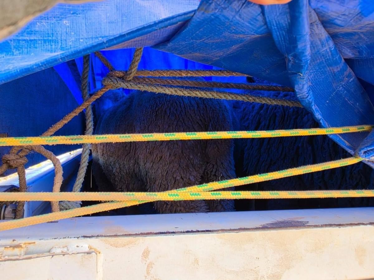 Ganado ovino decomisado mientras era transportado ilegalmente