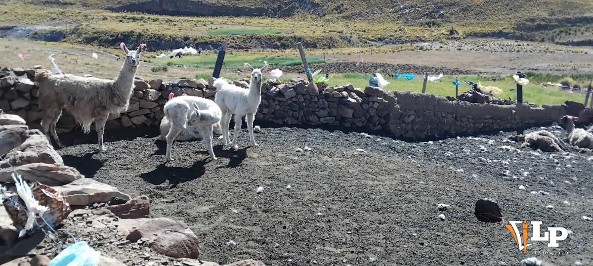 Pocas llamas dentro del corral