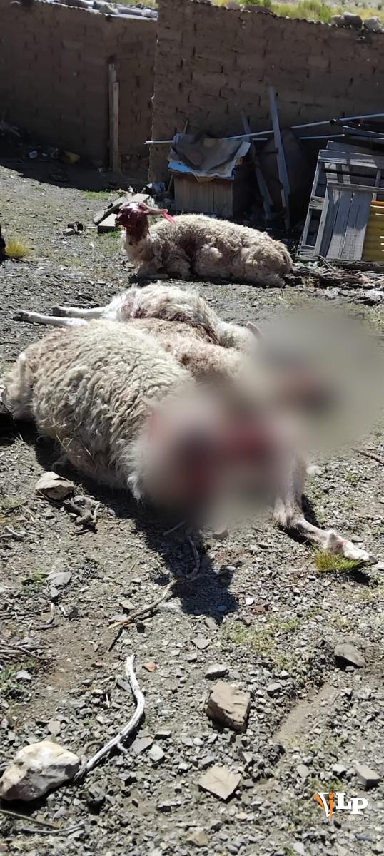 Imagen del estado de los animales tras el ataque