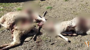 Imagen de los animales muertos