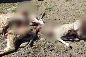 Imagen de los animales muertos