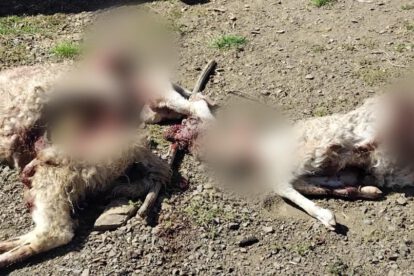 Imagen de los animales muertos