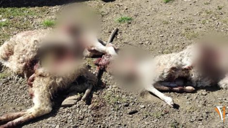 Imagen de los animales muertos