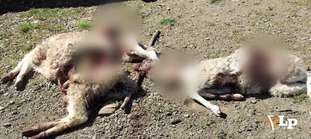 Imagen de los animales muertos