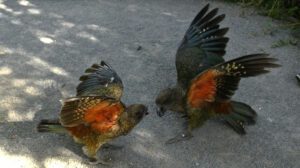 loro kea con una discapacidad es el macho alfa de su grupo