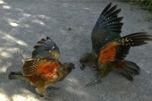 loro kea con una discapacidad es el macho alfa de su grupo