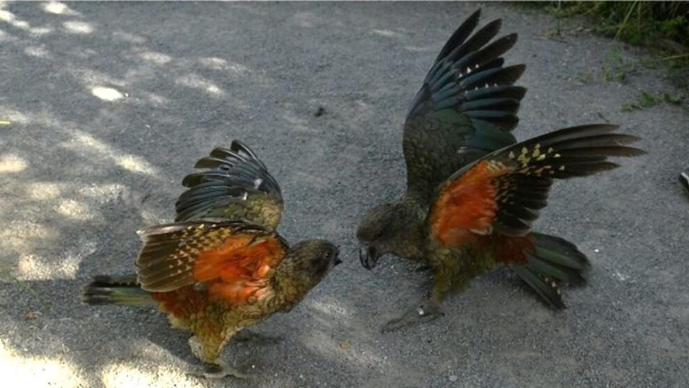 loro kea con una discapacidad es el macho alfa de su grupo