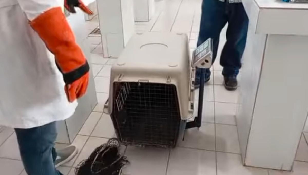 personas con animal encerrado