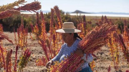 Cultivos de quinua