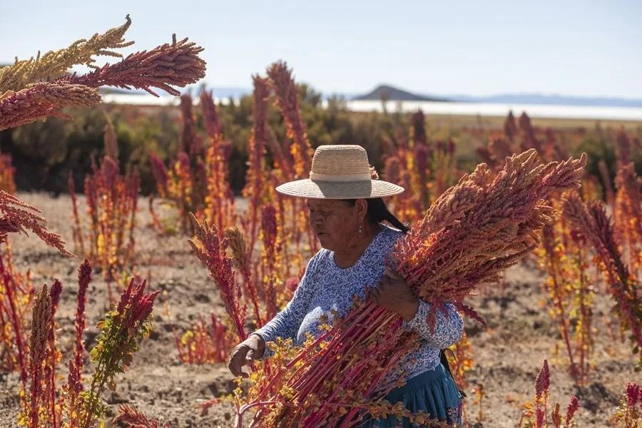 Cultivos de quinua