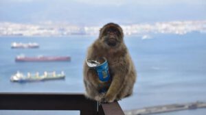 Los monos de Gibraltar, la única población de macacos que vive en libertad en Europa