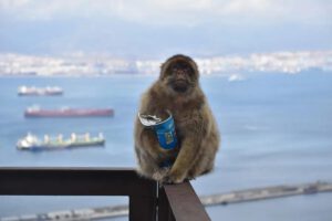 Los monos de Gibraltar, la única población de macacos que vive en libertad en Europa