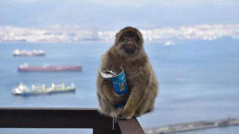 Los monos de Gibraltar, la única población de macacos que vive en libertad en Europa