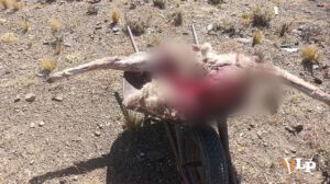 Imagen del recojo de las llamas