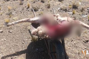 Imagen del recojo de las llamas