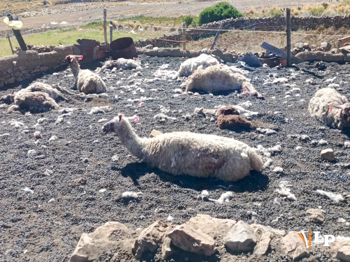 Imagen del corral donde ocurrió el altercado