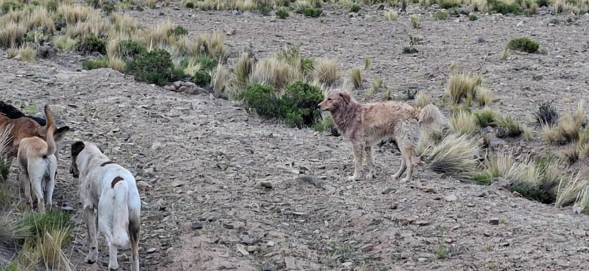 Los canes siguen merodeando por la zona