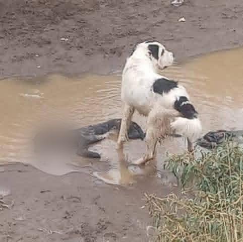 Imagen de como fue encontrado el perro