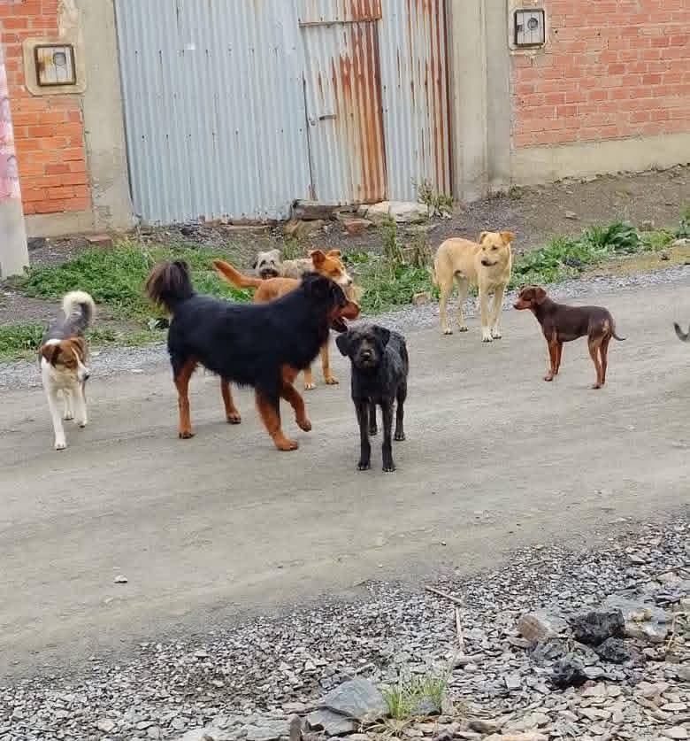 El caso de la cachorra generó molestia en la ciudad