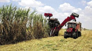 cosecha de caña