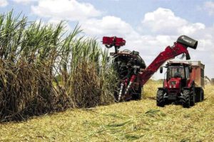 cosecha de caña