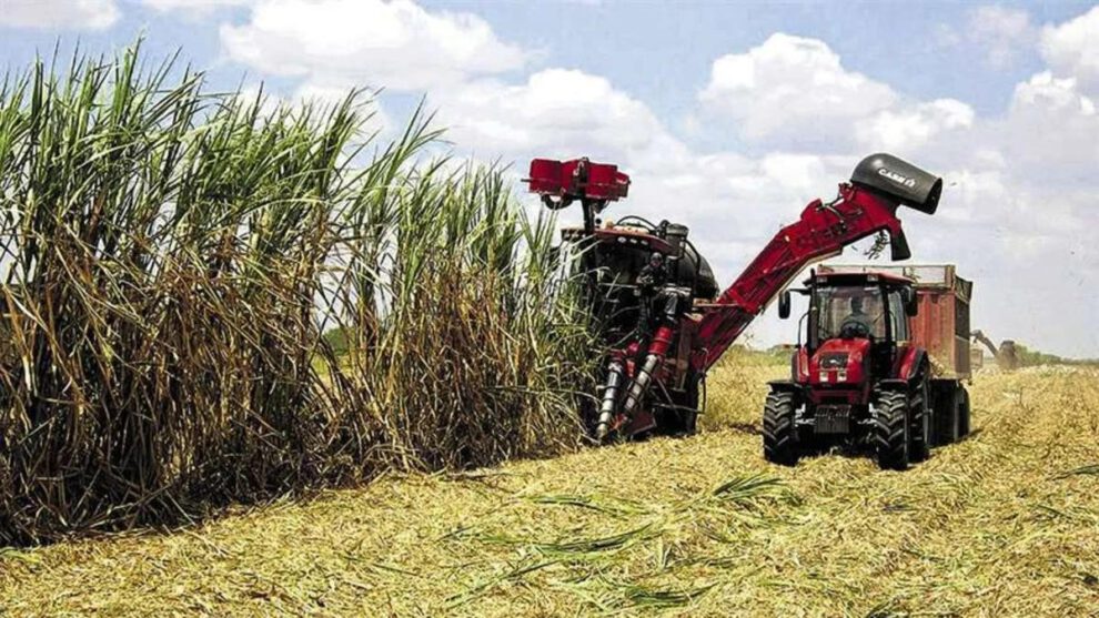 cosecha de caña