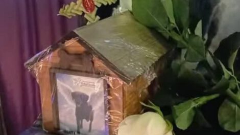 Imagen del velorio de la perrita “negrita”