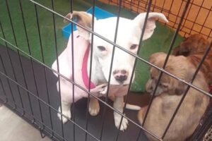 Uno de los cachorros rescatados en el mercado Kantuta, vestido con una pequeña chompa rosa
