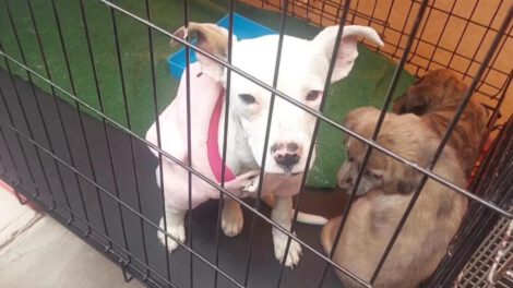 Uno de los cachorros rescatados en el mercado Kantuta, vestido con una pequeña chompa rosa