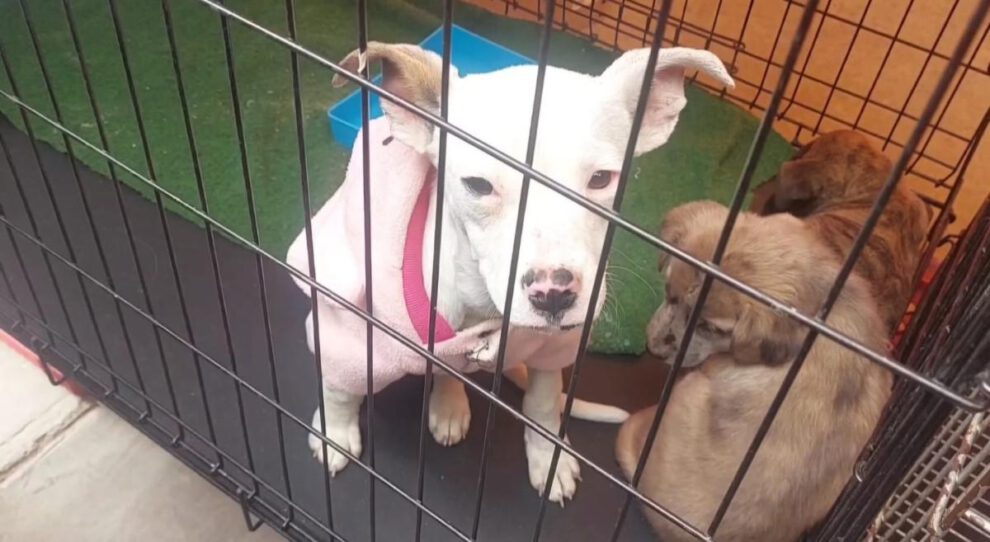Uno de los cachorros rescatados en el mercado Kantuta, vestido con una pequeña chompa rosa