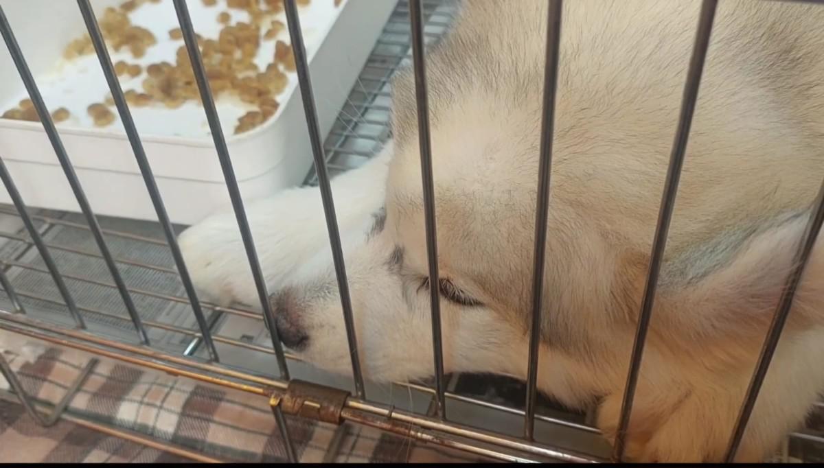 Un cachorro descansa en una jaula estrecha junto a un plato de comida