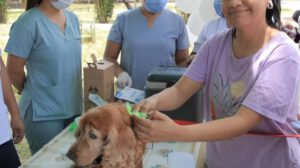 leishmaniasis perros