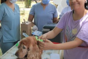 leishmaniasis perros