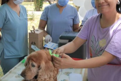 leishmaniasis perros