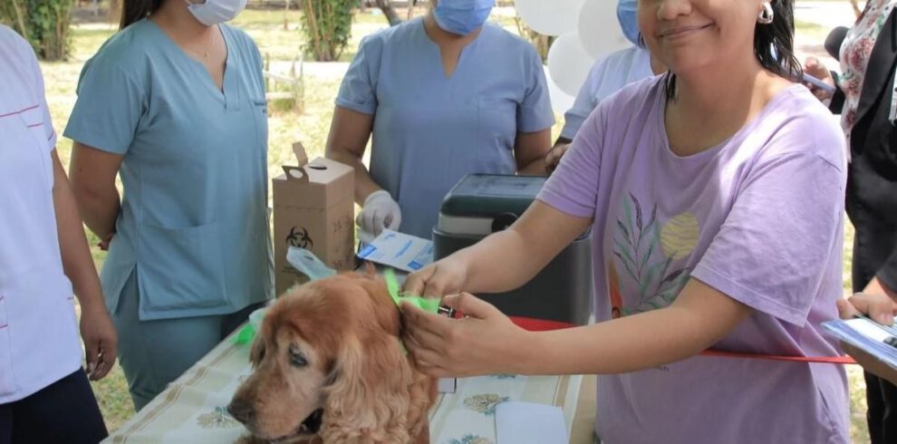 leishmaniasis perros