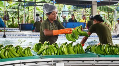 Exportación de banano a la Argentina en riesgo por bloqueos