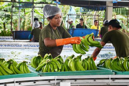 Exportación de banano a la Argentina en riesgo por bloqueos