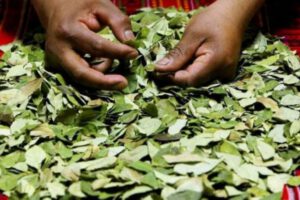 Licencia para vender coca en Bolivia