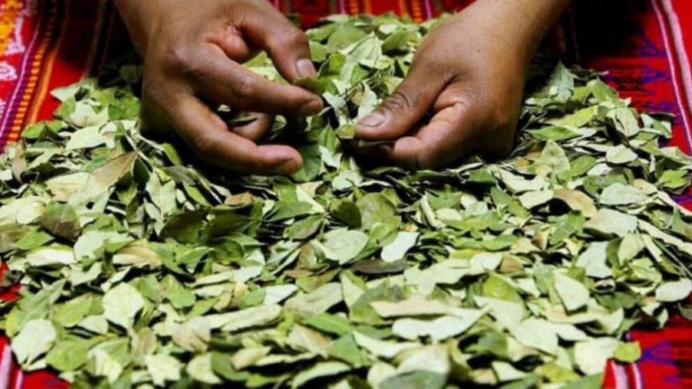 Licencia para vender coca en Bolivia