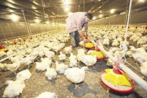 Producción de pollos en Bolivia