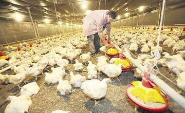 Producción de pollos en Bolivia