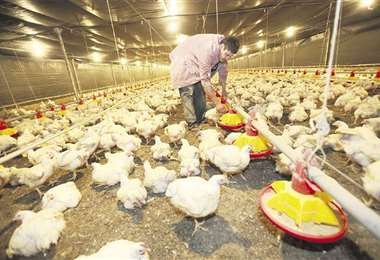 Producción de pollos en Bolivia